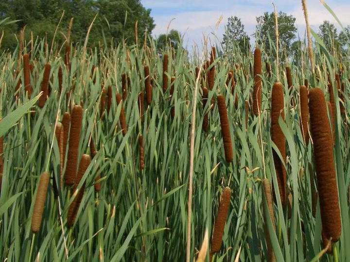 12cfa68e5cd9b5554fe013ace0198e49