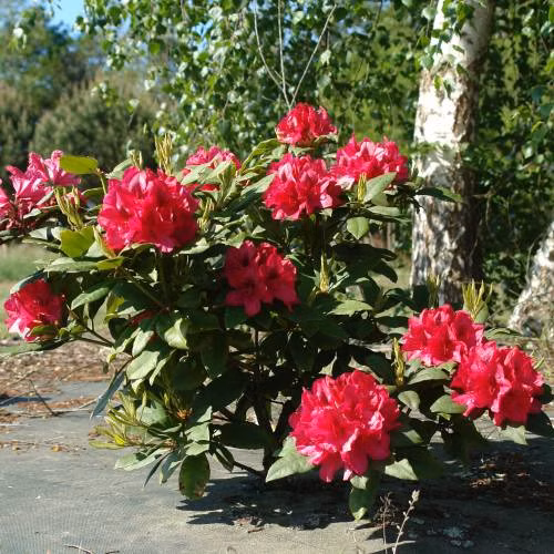 132dd04fafa23997b4b8b1574a87078b