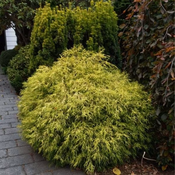 1335a2f063030bb07994757cbd64f2d7