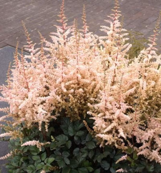 138b2edab2f73ebbcd9978e2a3610292