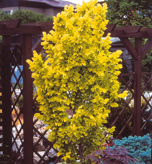 13e32b13cab86e0691083eb88fb85776