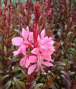 140650aae35fc435af2c9a69a01deea1