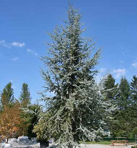 141bab482a68b82ba6aa86a69e86f426