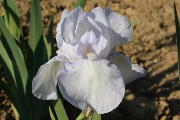 144c1f524a6a7b1820d216ad40734821