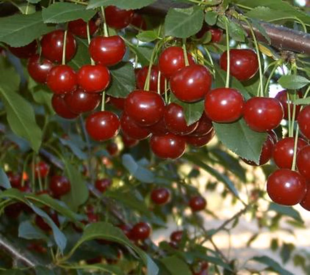 1451f6c8d3e28959368e977c6ff4f2c6