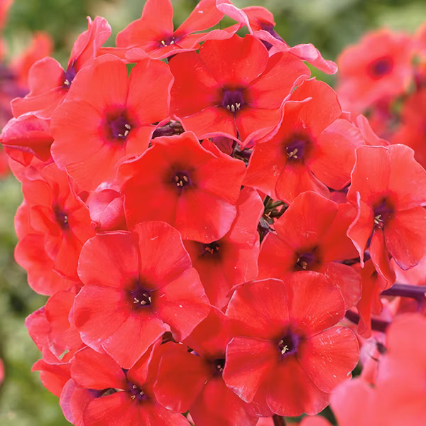 14788bea5ece91c0f21c39b3080b7be4