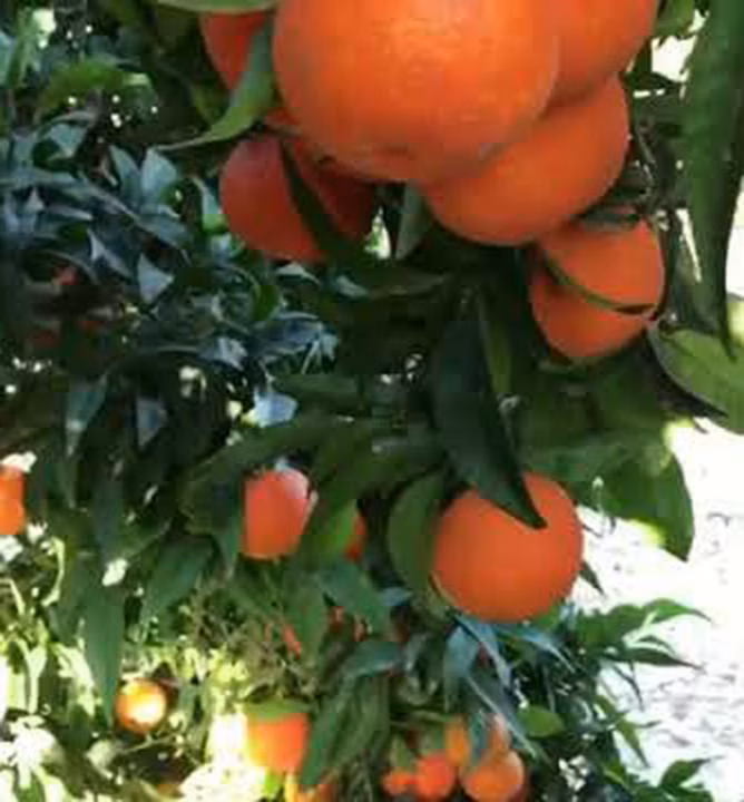 14a4ba34e6804c5b649009d112acf7b7