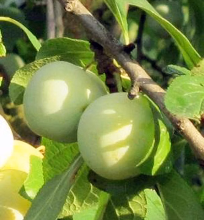 14fdc2204f915246daea1223c73b3070