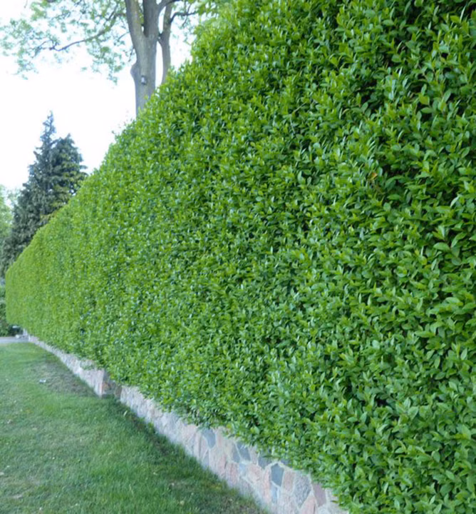 1517b6baaae35796041ee6c72373c8f4