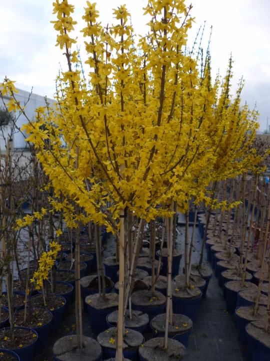 152ebfd5752d96a3791c6f4d5ed7248e