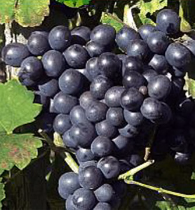 15457a0f4ae728cdd87fde74fb16c270