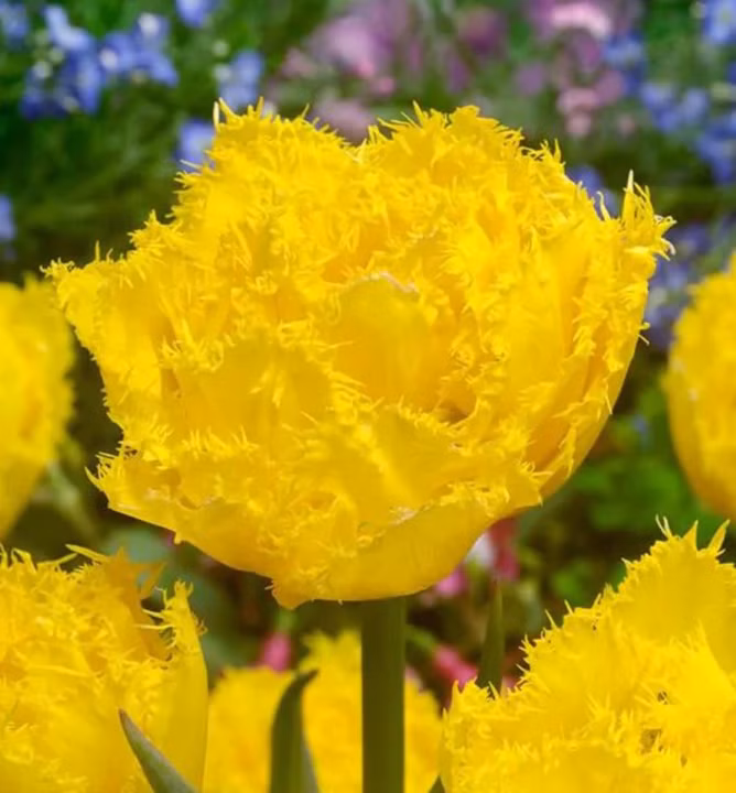 155820cabf63dda3e18b5fdd1a764ead