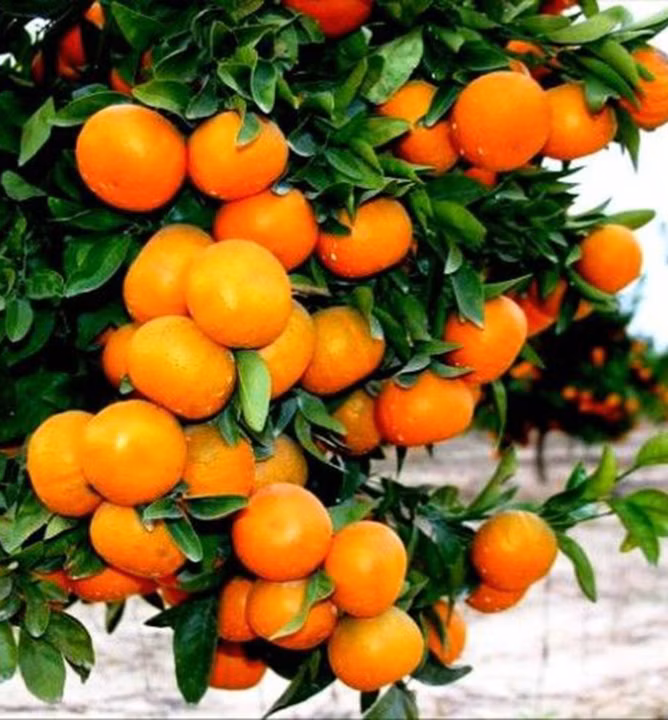 1558ae7f0bb6c3ee6f165d1188998959