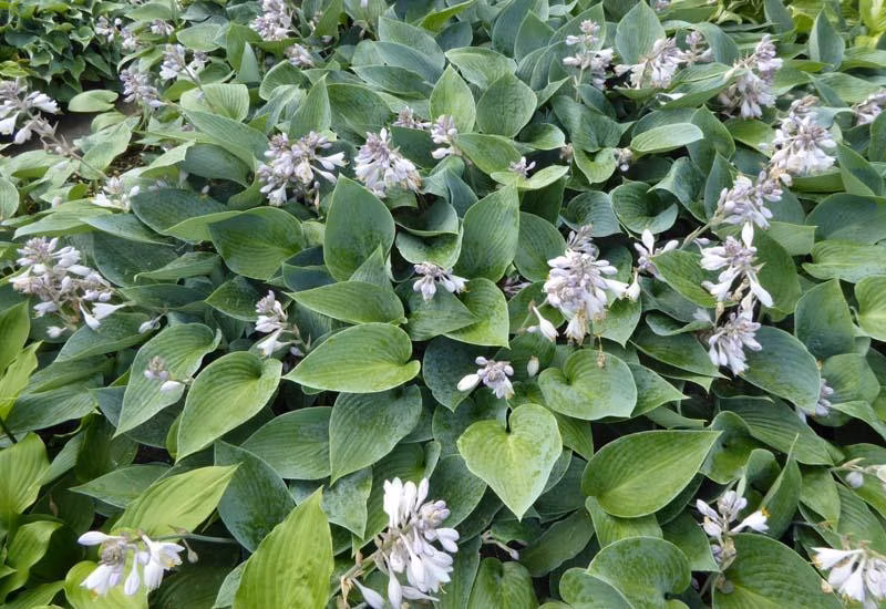 15aa1c99a540b97b7cd08077ee90edbb