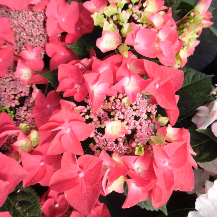 15b2cafe9513fabe39e1cab54d73096e