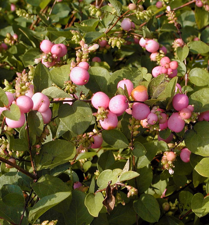 15c8dfb7c38c5167044a552a24de7458