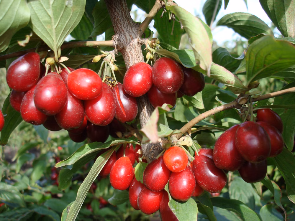 15efa505312bb81f945bdc7d73092198