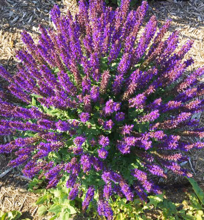 16099fd119bb6637d636b8a0db2e2c30