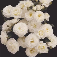 1627395e9c63ffa9df6f9ac30d67951d