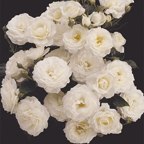 1627395e9c63ffa9df6f9ac30d67951d