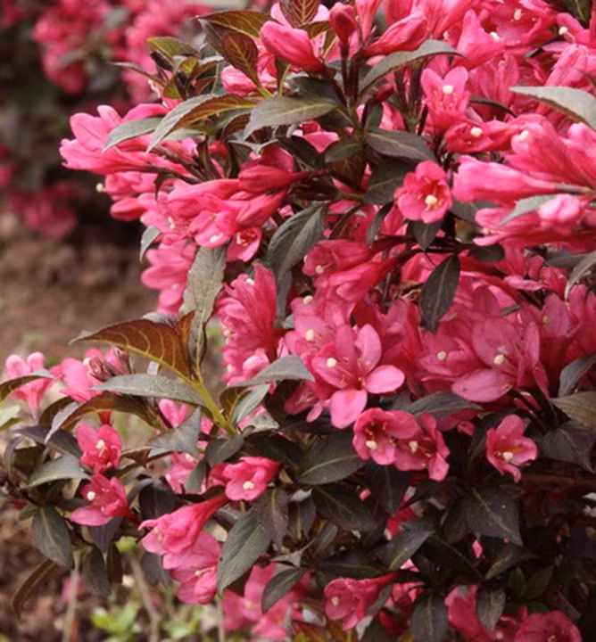 1668efee664c22d07fe7c623d7fd9ee5