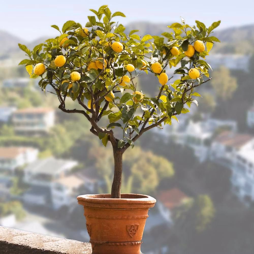 1678555a199cbd029fc60142dcfb8cc4