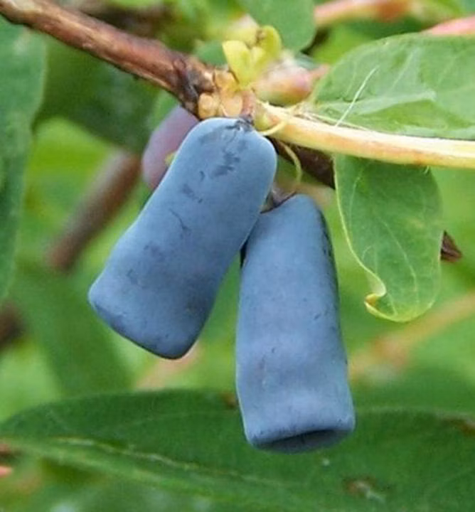 1681c5409265039eeb870a36b6b4ca8f