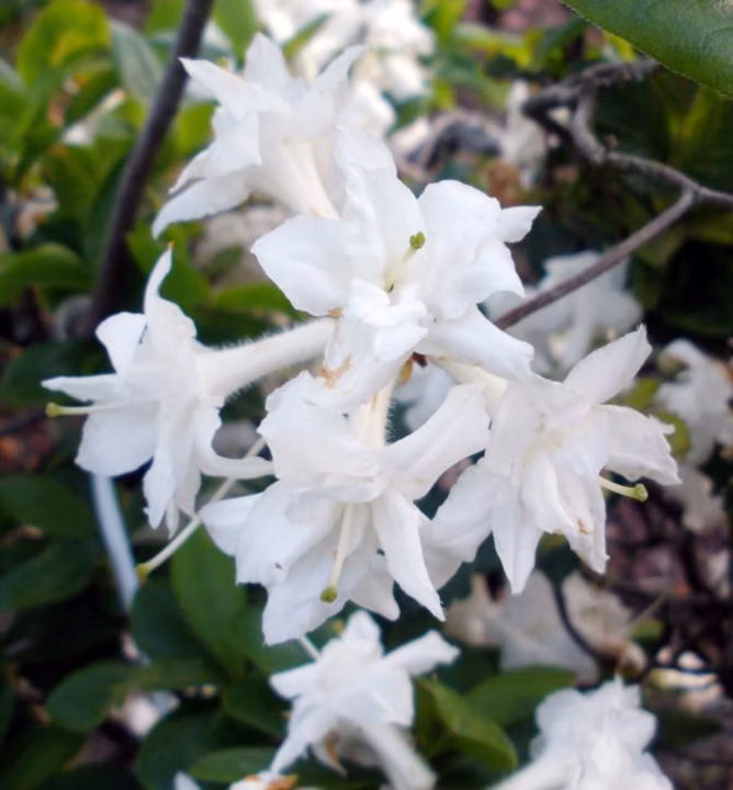 169ffe20d2cc5c2df9ade66a97f05fce