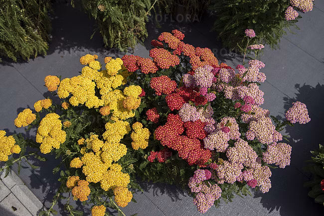 16b382c32fcc0831d6f1f6083081b851