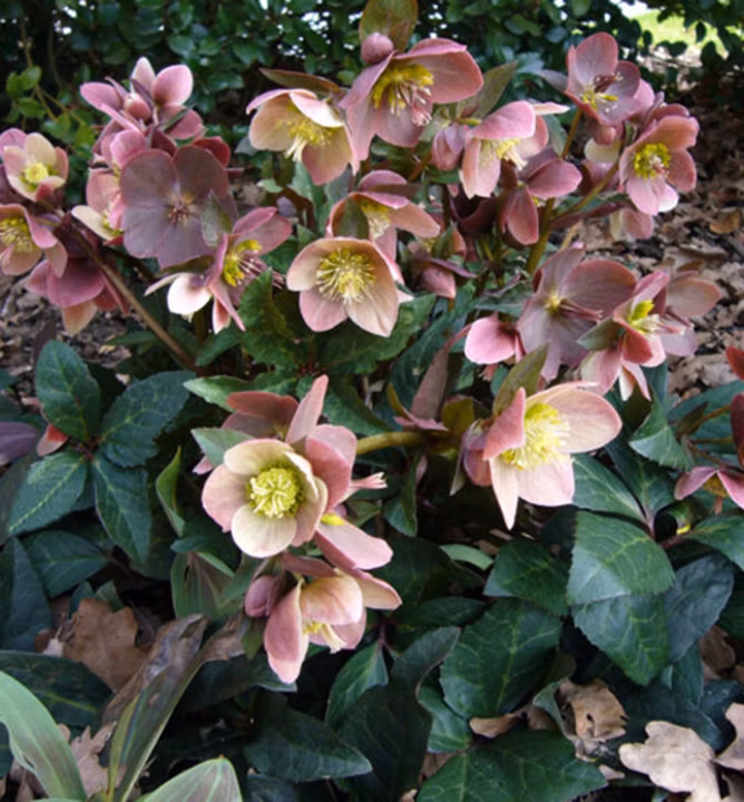 16ef97c1a6b996d1c3dbfe8833a4d9b8