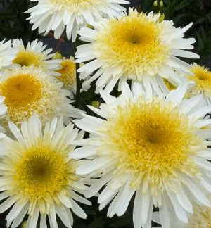 1721b704bfab112be5cd86abd304b978