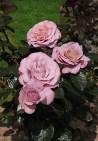 1722c5e1e315c6bd9cb80d26e7318fb7
