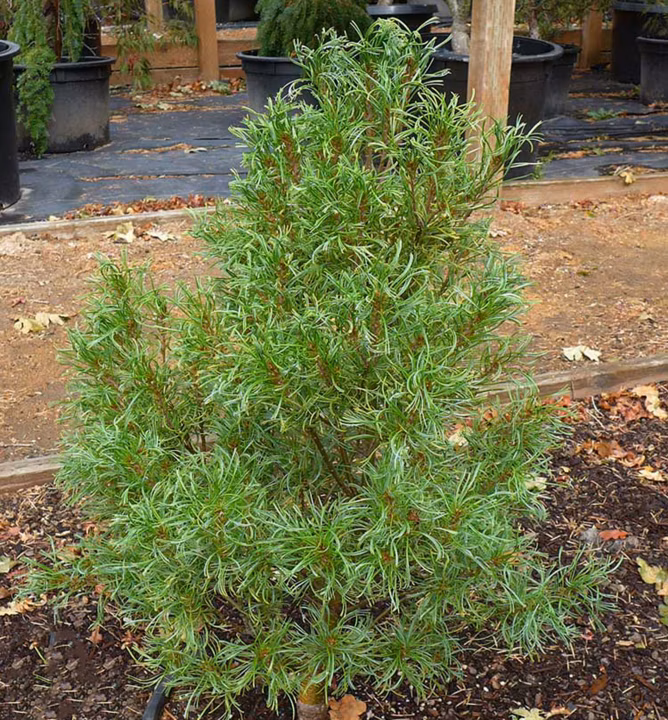 1731a4afcc7aacc230fda681f0ae29ab