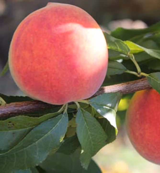 174788befe4a9c4e523d1a4dcb4fead7