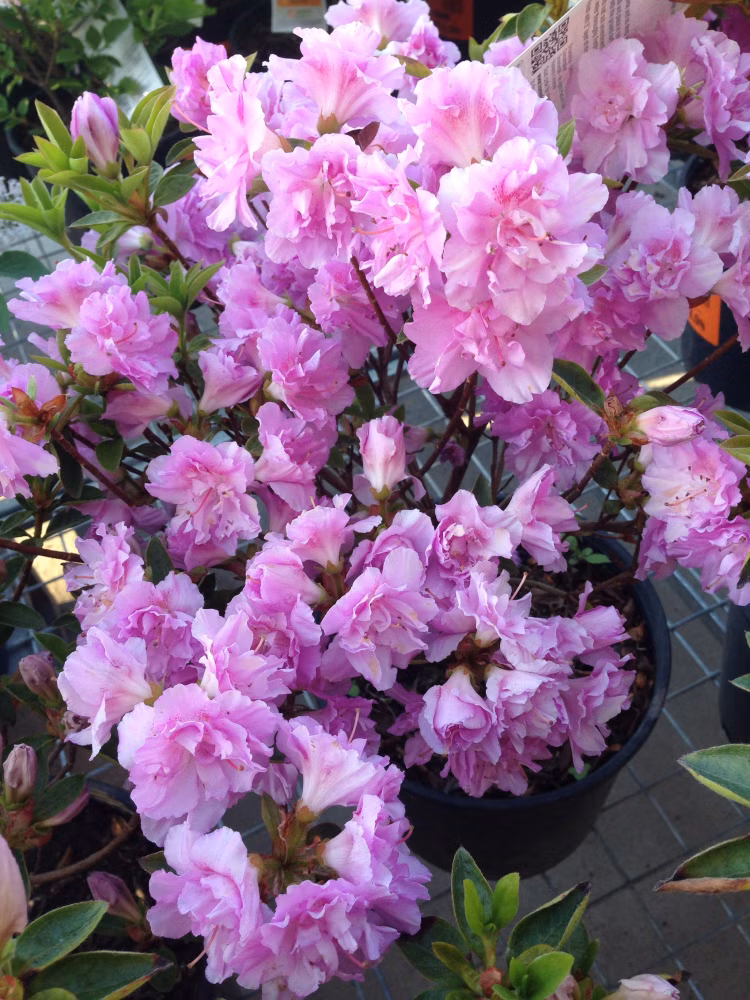 17526079e839014748c31c7d535ccbcb