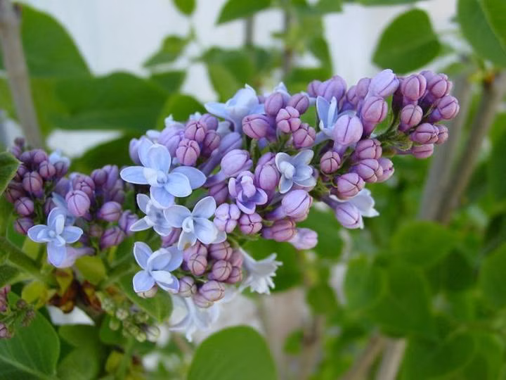 177322db86ee049401c2805bf56cc0ba