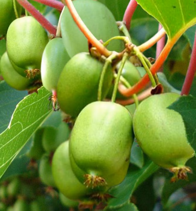 179210ef171c95104800ba20b6d7a0ea