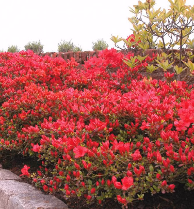 17c37d12c61ed41425b45a687ce1a59d