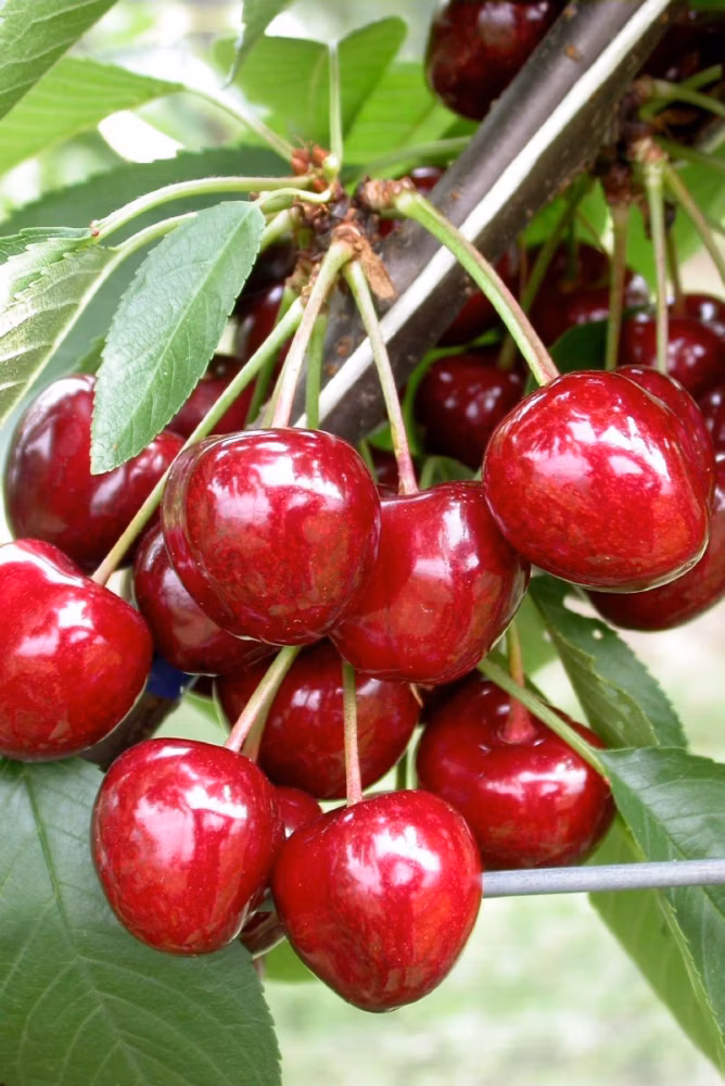 17d5cb7b819a3c38e8e507b445e6091a