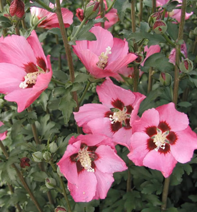 17d9b81ce1c6754e02d682cccaca0758