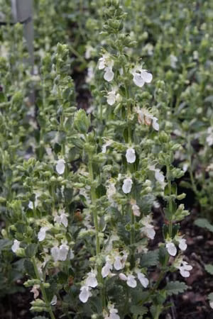 17e1530af4dfa260724d00ba94e4d750