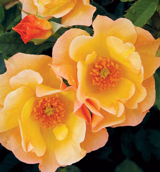 17f4b17826566d5926244472f1efe8bf