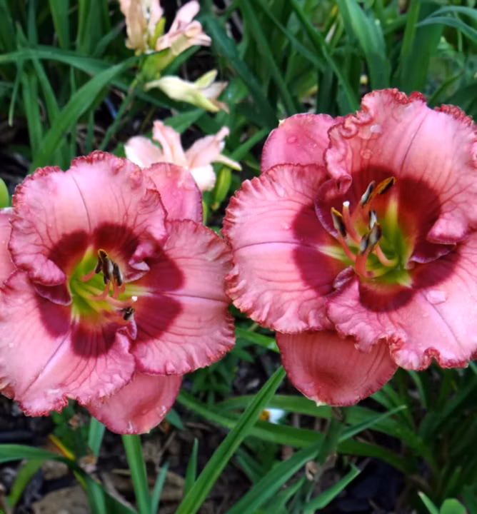 18216819a28733180095e5de93c8368b