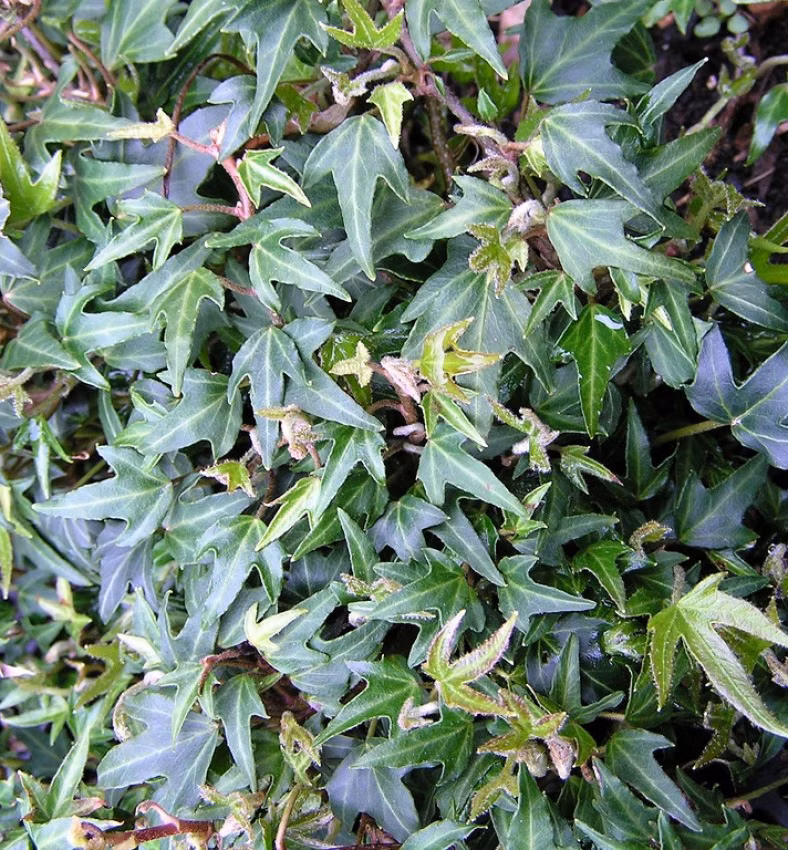 183767867db645daf3c36e60f2d3a5f8