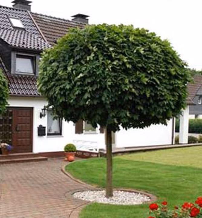 1861dcb931cc50c5429436b8c92f21e6