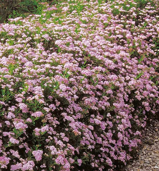 186c8408ee980c922c0020ffde1ff3cf