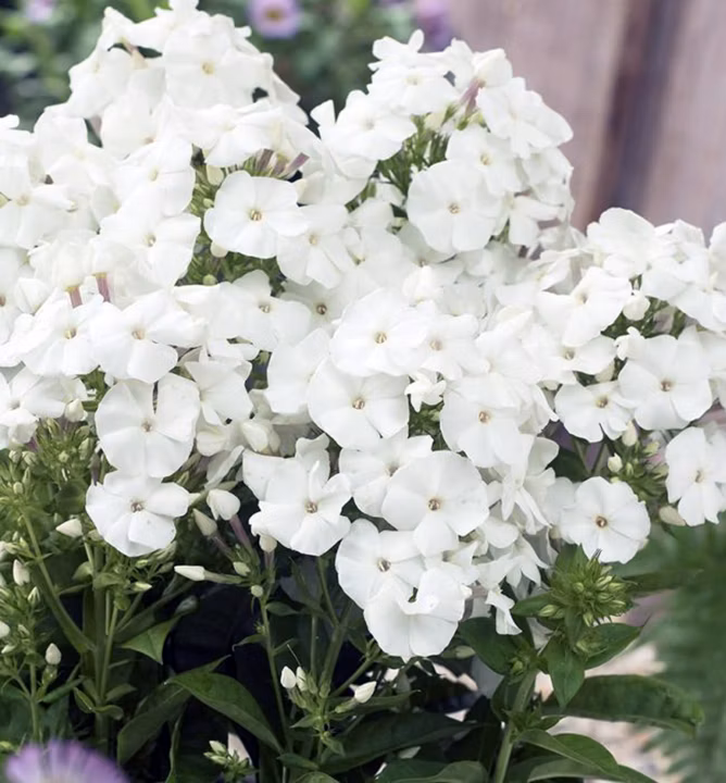 1878daff3a00e8ff59246ff2966f5536