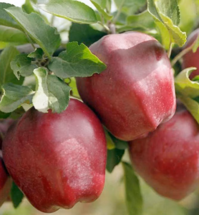 1886eb9092cddc8fabdc6a2b1eb3e216