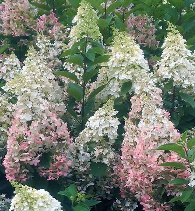 18b1d46d9af5ad8089d383af730ea2f8