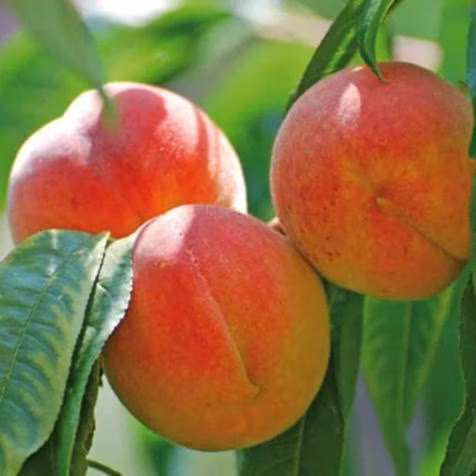 18ef35bec81c08300215770610a74335